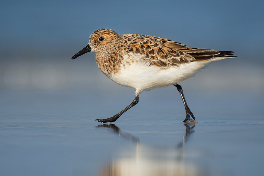Sandpiper