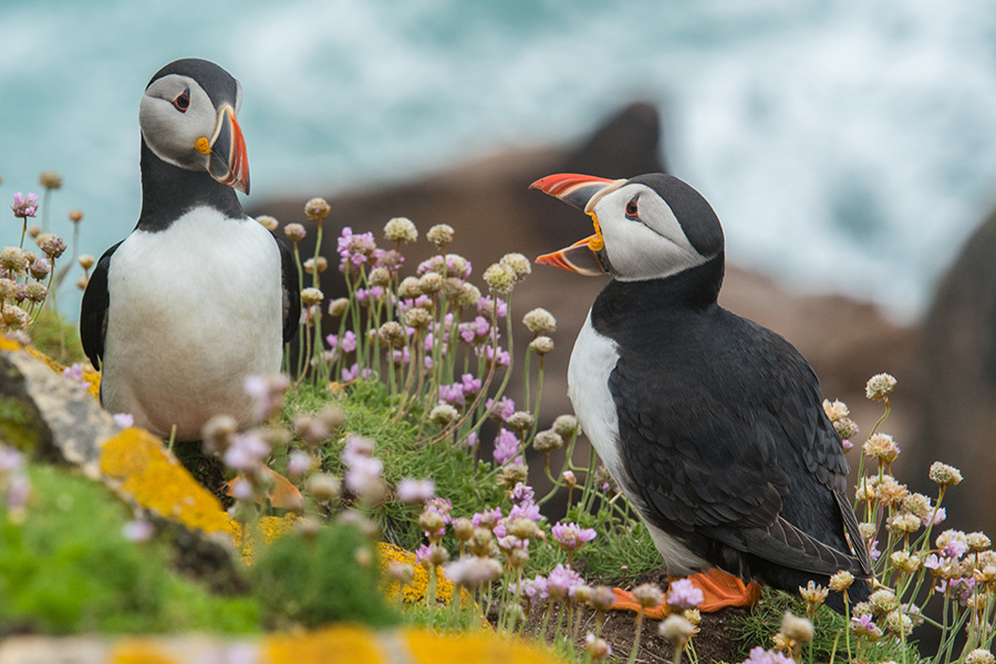 Atlantic Puffin