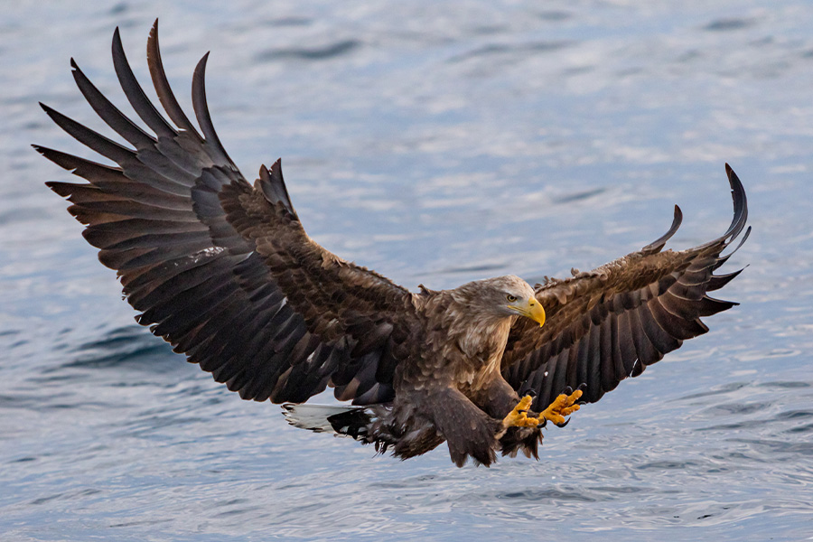Bald Eagle