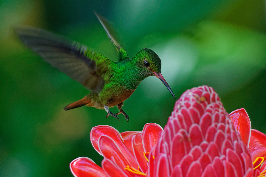 Hummingbird