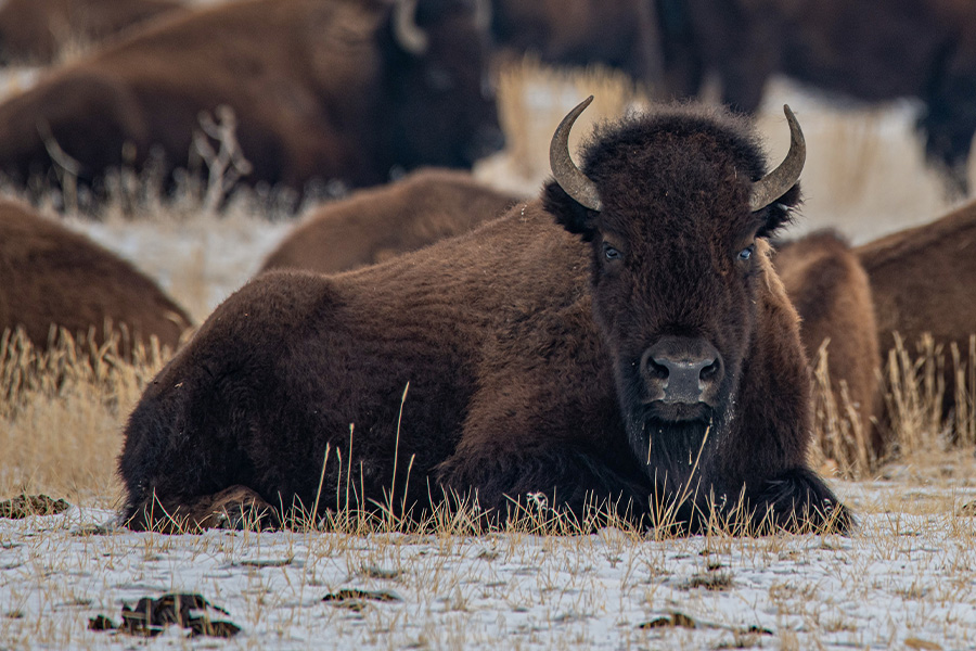 Open grassy plains with grazing wildlife in the distance